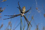Argiope-trifasciata (21).jpg -|- Last modified: 2019-08-13 16:35:22 