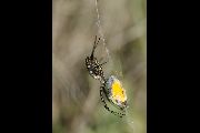 Argiope-trifasciata (22).jpg -|- Last modified: 2019-08-13 16:35:22 
