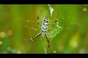 Argiope-trifasciata (23).jpg -|- Last modified: 2019-08-13 16:35:23 