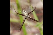 Argiope-trifasciata (24).jpg -|- Last modified: 2019-08-13 16:35:23 
