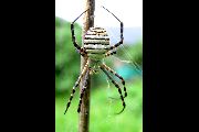 Argiope-trifasciata (3).jpg -|- Last modified: 2019-08-13 16:35:23 