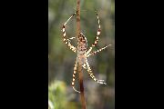 Argiope-trifasciata (4).jpg -|- Last modified: 2019-08-13 16:35:24 