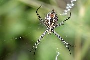 Argiope-trifasciata (5).jpg -|- Last modified: 2019-08-13 16:35:24 