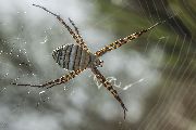 Argiope-trifasciata (6).jpg -|- Last modified: 2019-08-13 16:35:24 