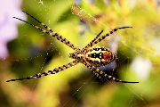Argiope-trifasciata (7).jpg -|- Last modified: 2019-08-13 16:35:24 
