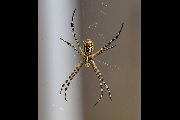 Argiope-trifasciata (8).jpg -|- Last modified: 2019-08-13 16:35:25 