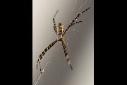 Argiope-trifasciata (9).jpg -|- Last modified: 2019-08-13 16:35:20 