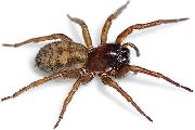 Callobius-claustrarius (4).jpg -|- Last modified: 2019-08-14 18:42:07 