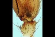 Clubiona-genevensis (15).jpg -|- Last modified: 2022-12-12 16:02:50 