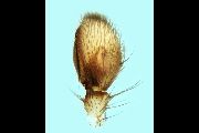 Clubiona-genevensis (18).jpg -|- Last modified: 2022-12-12 16:02:52 