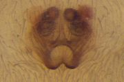 Clubiona-genevensis (2).jpg -|- Last modified: 2022-12-12 16:02:45 
