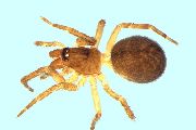 Lathys-similis (1).jpg -|- Last modified: 2026-09-10 12:13:13 