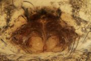 Lathys-similis (10).jpg -|- Last modified: 2026-09-10 12:13:15 