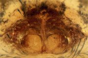 Lathys-similis (11).jpg -|- Last modified: 2026-09-10 12:13:15 