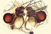 Lathys-similis (13).jpg -|- Last modified: 2026-09-10 12:13:16 