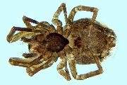 Lathys-similis (14).jpg -|- Last modified: 2026-09-10 12:13:16 