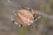 Neoscona-byzanthina (17).jpg -|- Last modified: 2020-04-19 16:48:33 