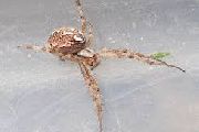 Neoscona-byzanthina (18).jpg -|- Last modified: 2020-04-19 16:48:33 