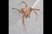 Neoscona-byzanthina (20).jpg -|- Last modified: 2020-04-19 16:48:33 