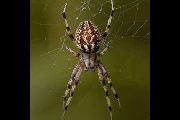 Neoscona-byzanthina (21).jpg -|- Last modified: 2020-04-19 16:48:33 