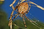 Neoscona-byzanthina (22).jpg -|- Last modified: 2020-04-19 16:48:36 