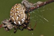 Neoscona-byzanthina (23).jpg -|- Last modified: 2020-04-19 16:48:34 