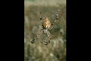 Neoscona-byzanthina (6).jpg -|- Last modified: 2020-04-19 16:48:34 