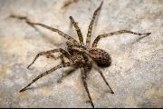 Tegenaria-silvestris (3).jpg -|- Last modified: 2019-08-12 18:30:28 