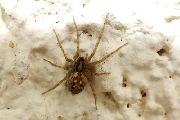 Tegenaria-silvestris (7).jpg -|- Last modified: 2019-08-12 18:30:29 